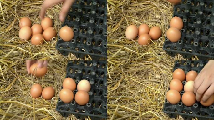 女孩的手从稻草巢里摘鸡蛋。乡村生活