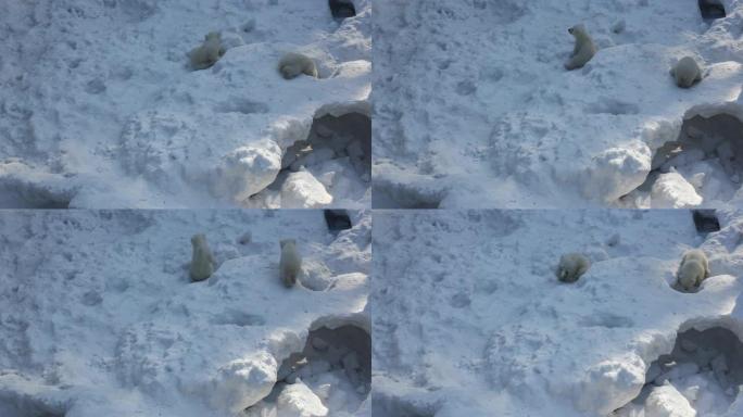 有小幼崽的白色北极熊家族。新生的北极熊幼崽在雪地上玩耍。