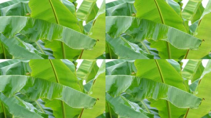 雨后香蕉叶子和绿色香蕉树的常绿性质。运动4k镜头