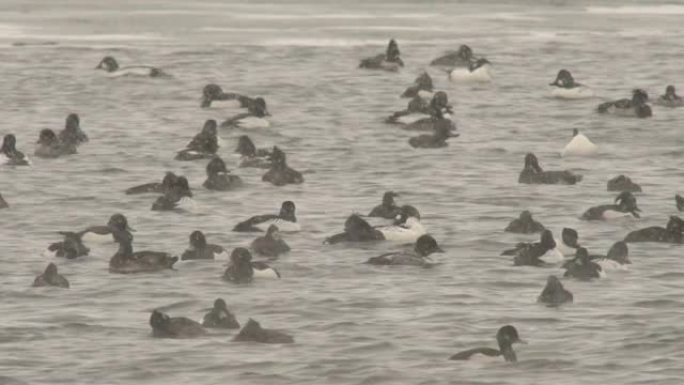 普通秋沙鸭 (Mergus merganser) 和普通黄金眼 (Bucephala clangul