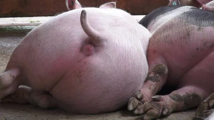 猪尾巴，熟睡的猪