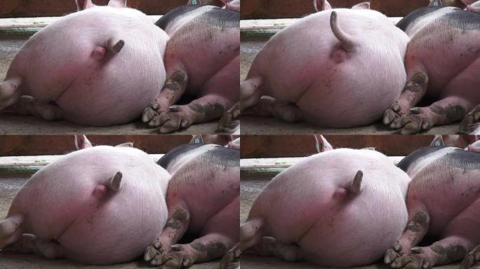 猪尾巴，熟睡的猪