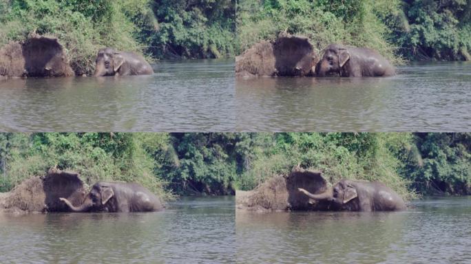 4k，亚洲象在河里游泳