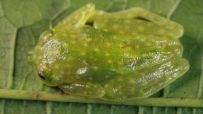 玻璃蛙 (Hyalinobatrachium sp。)