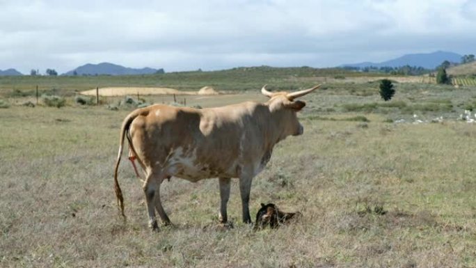母牛养育了她的新生小牛
