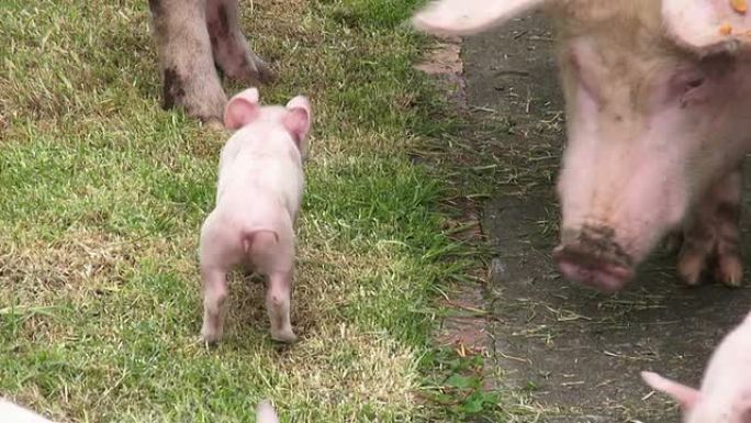 小猪、猪、农场动物