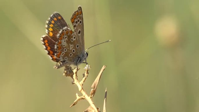 来自巴塞罗那的Aricia cramera Butterfly