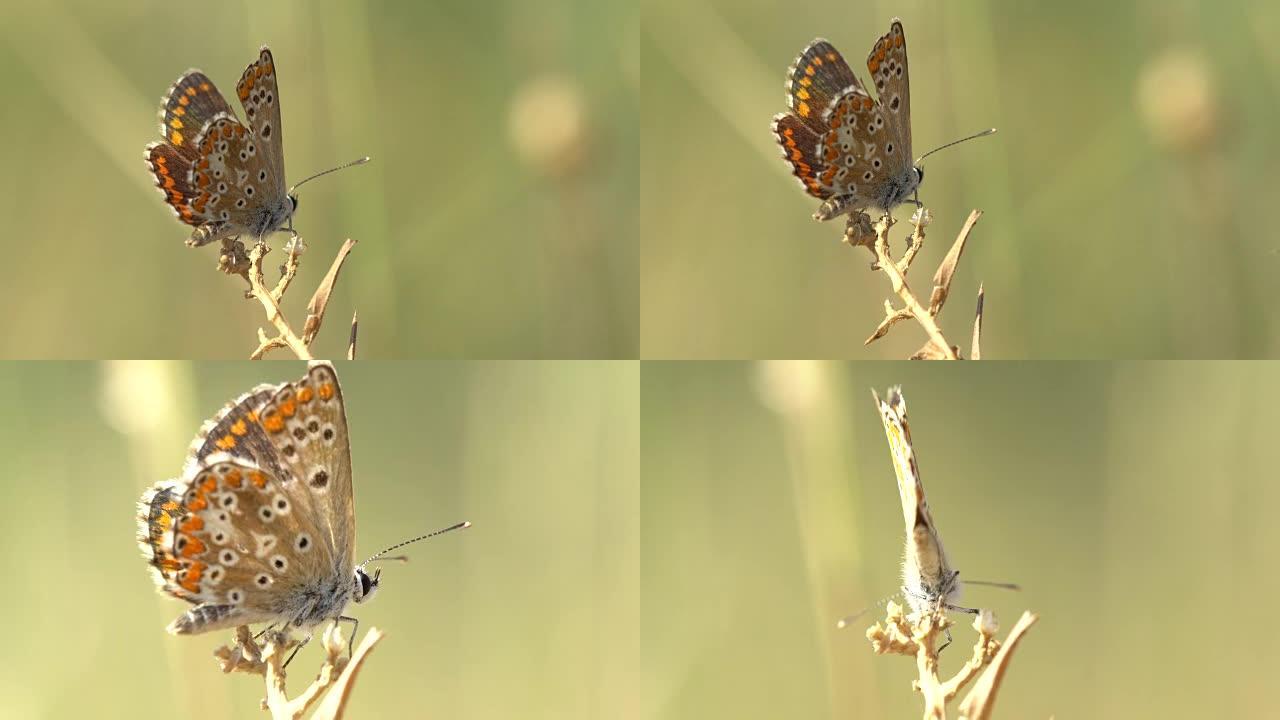 来自巴塞罗那的Aricia cramera Butterfly