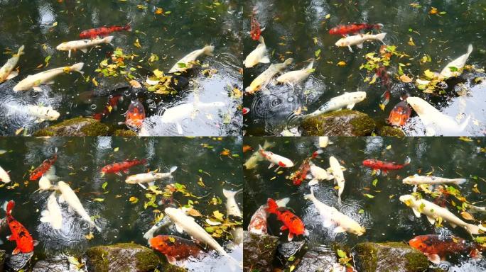 动物野生动物视频组锦鲤鱼在一个自然池塘游泳，在日本很健康。使锦鲤鱼在动物野生动物概念中健康和大。
