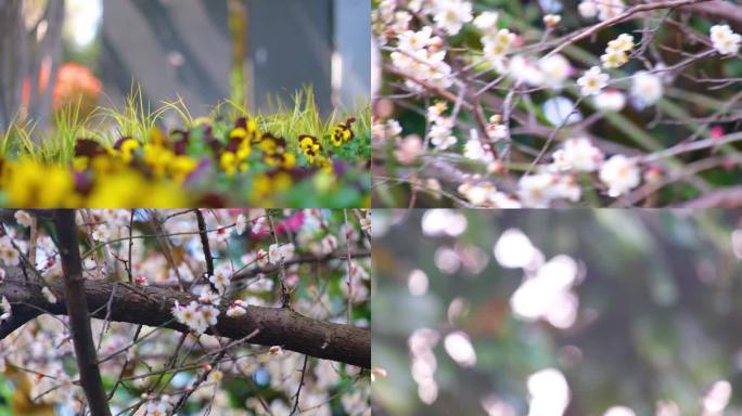 春天来了花朵盛开草木植被风景视频素材90
