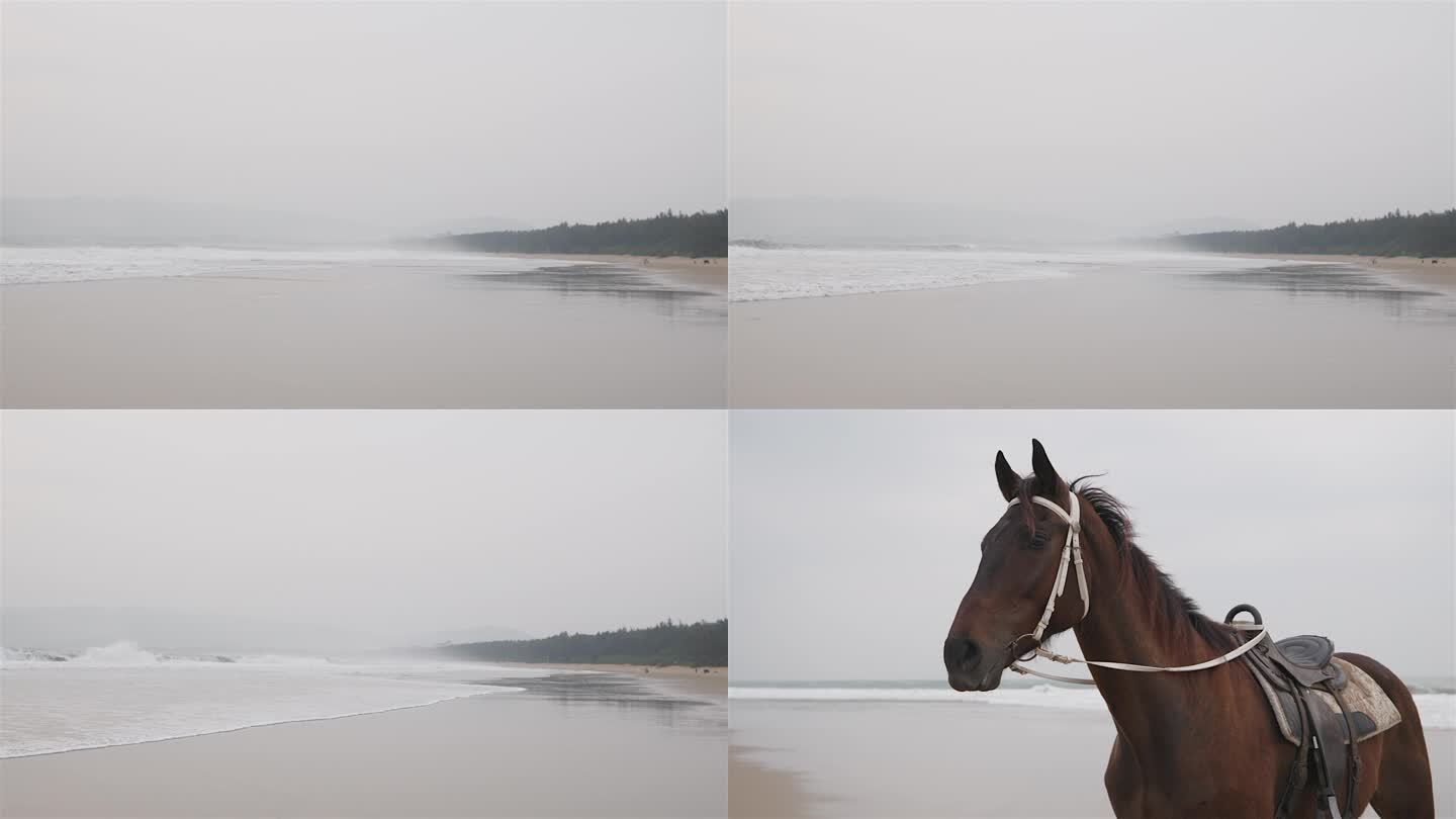 清晨海雾的海边和棕色的马