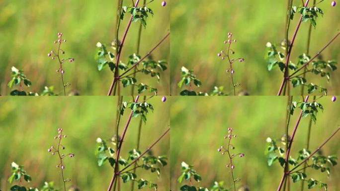 花卉野花粉花唐松草