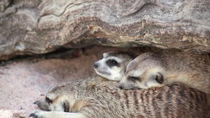 一群睡在木洞下的猫鼬 (Suricata suricatta)
