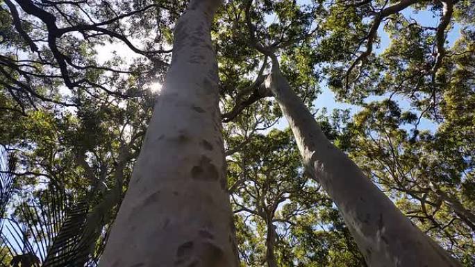 澳大利亚桉树林和原生植被