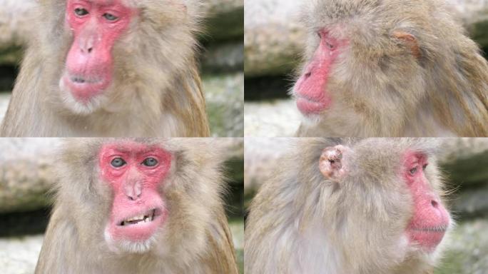 日本猕猴咀嚼时环顾四周