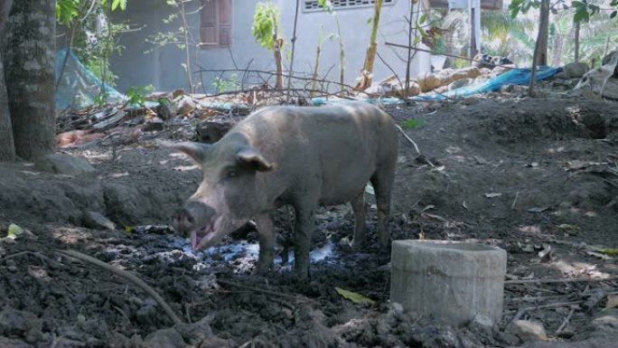 猪在泥里用绳子绑起来，用鼻子生根觅食