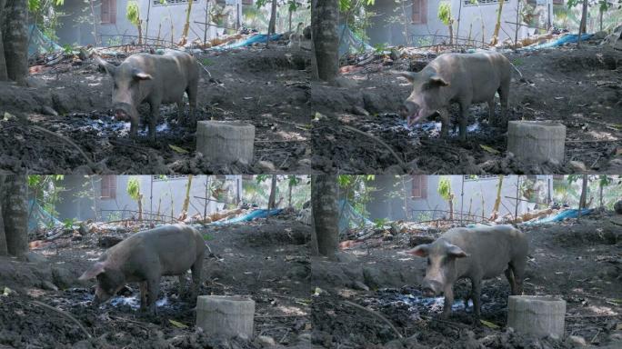 猪在泥里用绳子绑起来，用鼻子生根觅食
