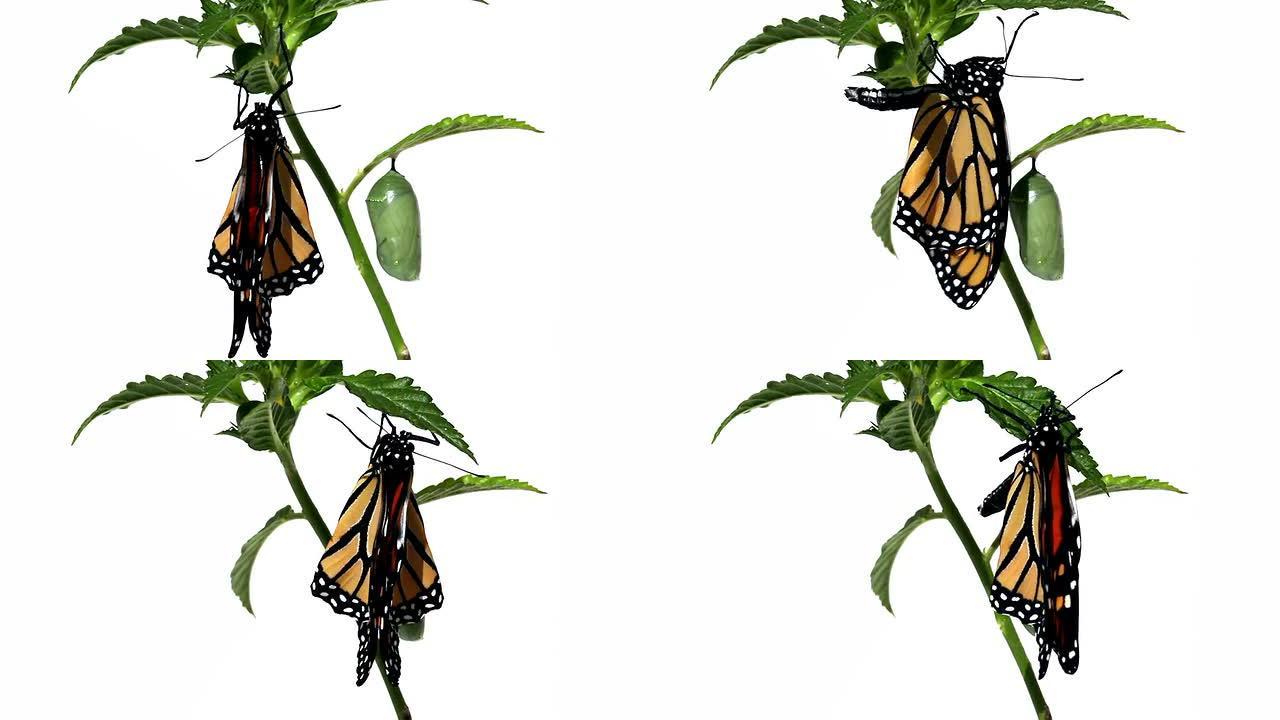 刚孵出的蝴蝶君主挂在绿色的杖和蛹上
