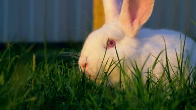 大白兔在草地上的绿色草坪上吃草的特写