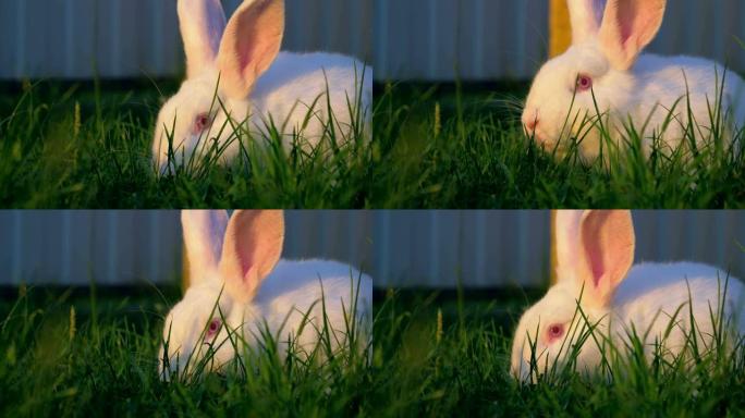 大白兔在草地上的绿色草坪上吃草的特写