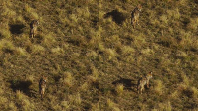 沃尔夫 (犬狼疮) 西高加索