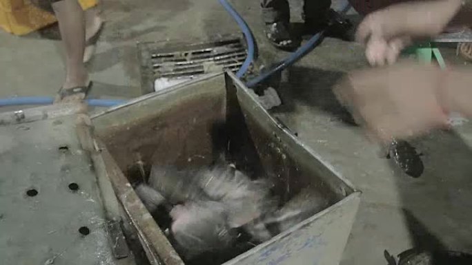 将活鱼从金属钓鱼箱转移到塑料箱