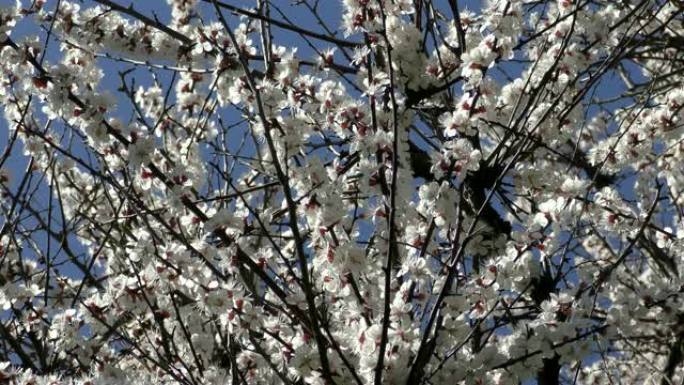 花朵盛开的樱桃 (Prunus avium)，乌克兰，东欧