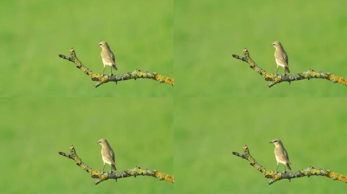 稀有的外来鸟类Isabelline Wheatear栖息在灌木树枝上。