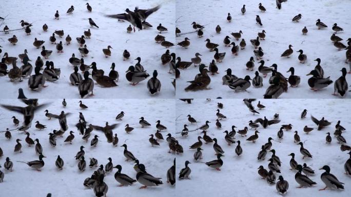 鸭子和鸽子，冬天在池塘上的城市公园里