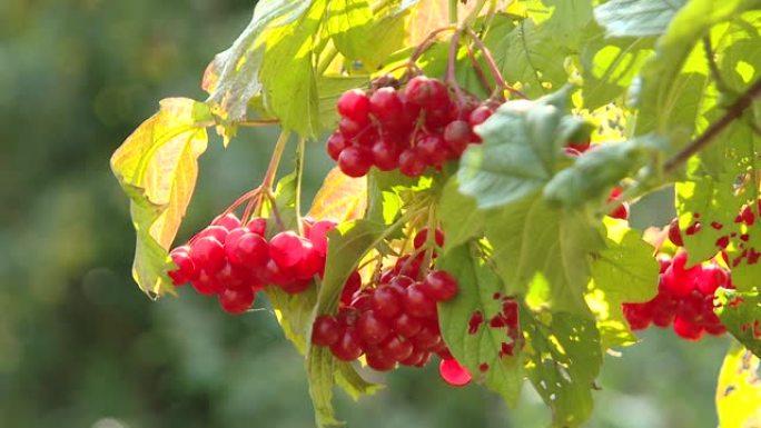 森林中灌木上荚蒾的红色浆果。花园中红色荚蒾的枝条。荚蒾果实和荚蒾叶在初秋户外。一束红色荚蒾浆果在树枝
