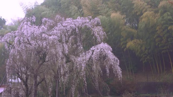 雨后在东京哭泣的樱桃树上有鸟儿的推特
