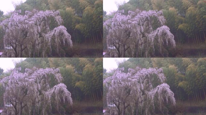雨后在东京哭泣的樱桃树上有鸟儿的推特