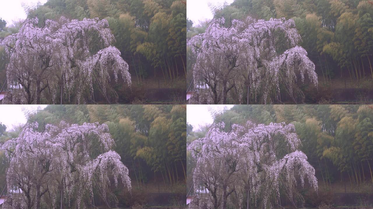 雨后在东京哭泣的樱桃树上有鸟儿的推特