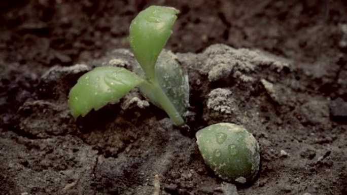 用小小的绿色植物在破裂的地面上下雨。干旱和干燥的地表土壤破裂，并关闭水滴雨水落在地面上