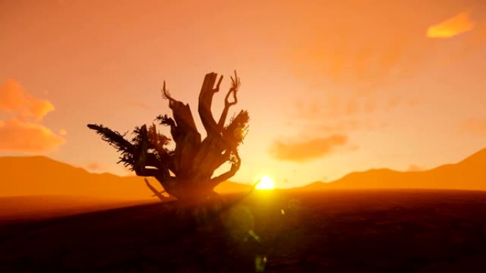 日落时分，沙漠中的一棵枯树，黑鹰直升机经过，摇摄