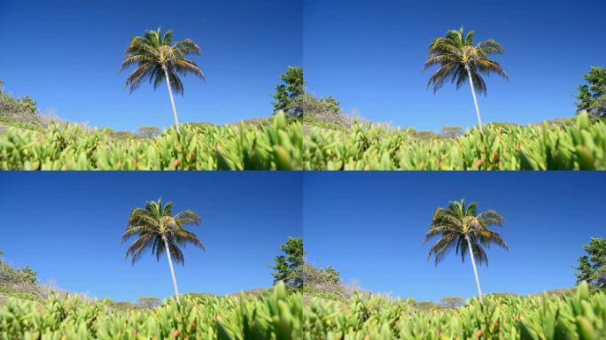 棕榈树在蓝天中摇曳