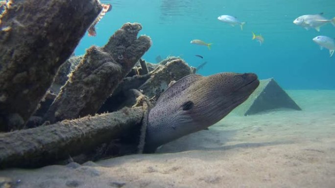 巨型海鳗 (Gymnothorax javanicus) 下的旧失事木制渔船在沙底，红海，Marsa