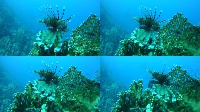 常见的狮子鱼或魔鬼萤火虫 (Pterois miles) 在埃及阿布·达巴布 (Abu Dabab)