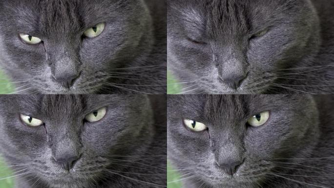 绿色眼睛的黑猫肖像