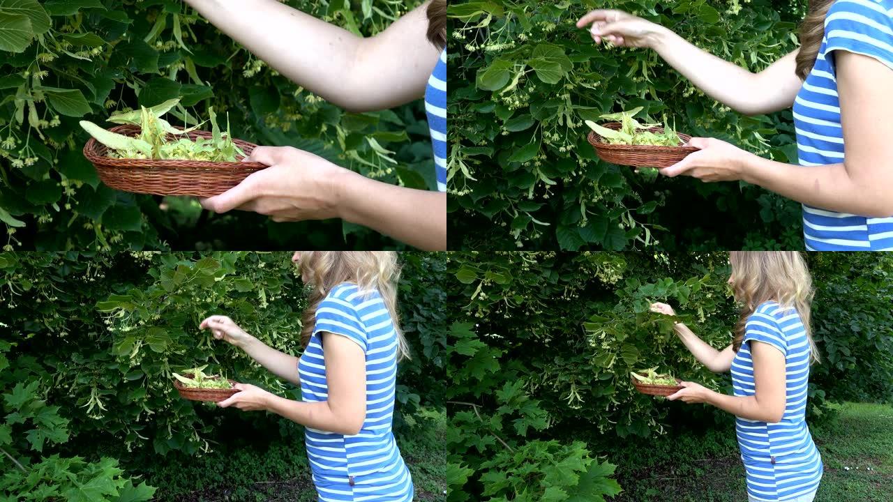 女人采菩提树花香草柳条菜。季节性7月工作。健康茶的草药成分。缩小镜头。4K