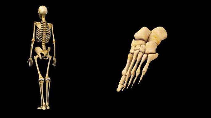 人类骨骼的脚