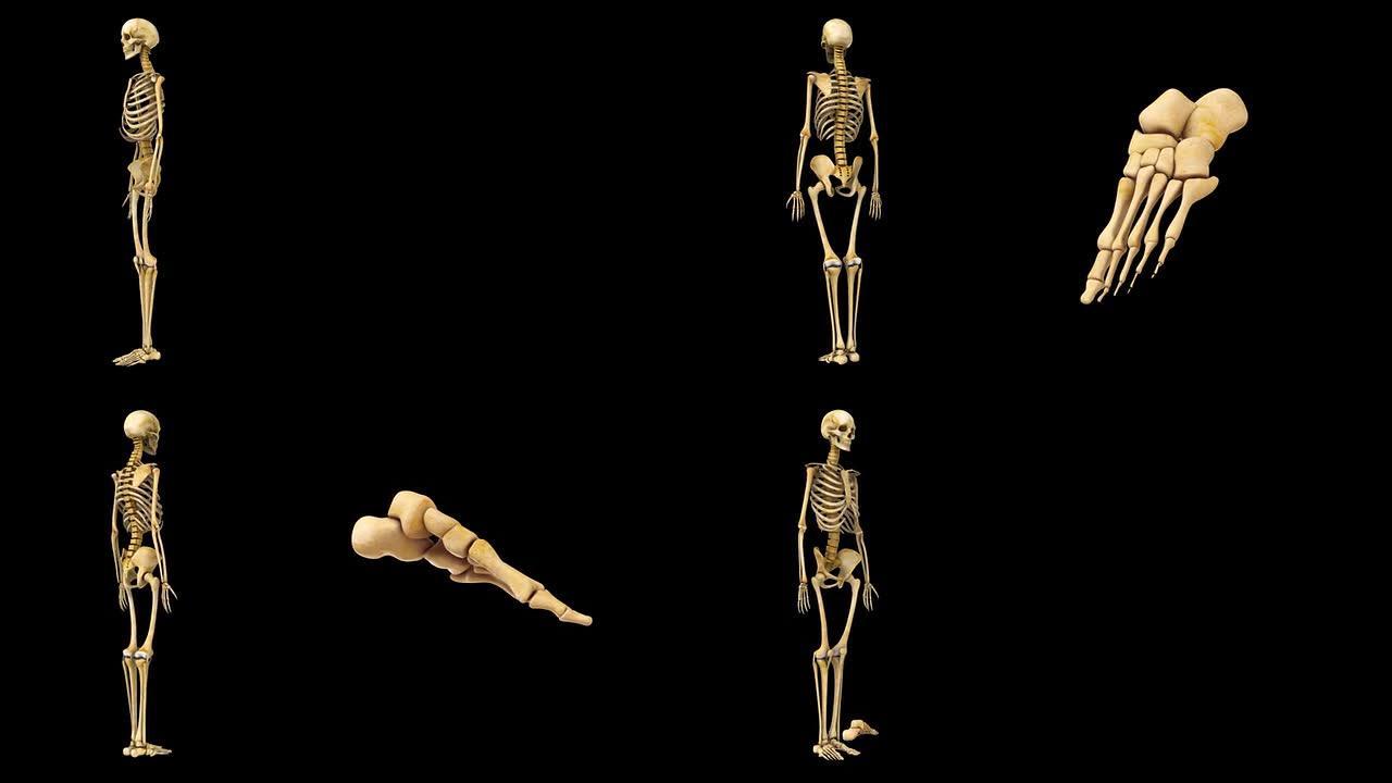 人类骨骼的脚