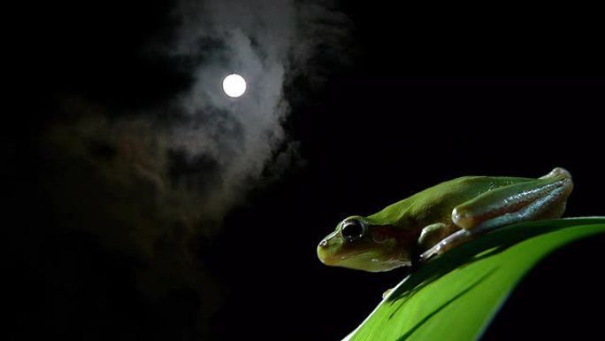 南方青蛙在晚上