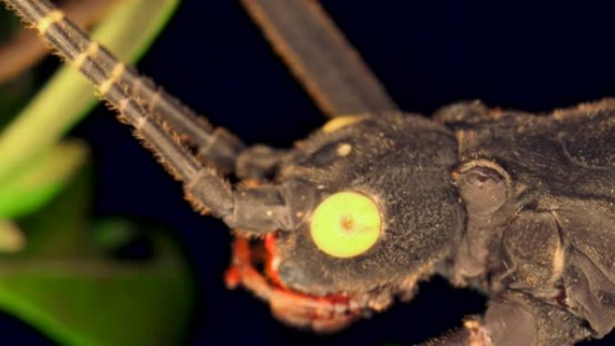 棒虫的细节在黑色背景上。金眼竹节虫肖像 (佩鲁法斯玛·舒尔泰)，超级宏观3:1，4K-50fps
