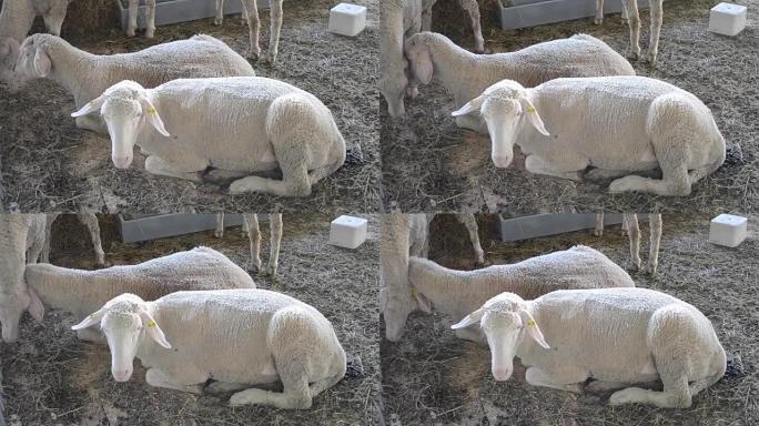 羊公羊躺在一个摊位里。畜牧业