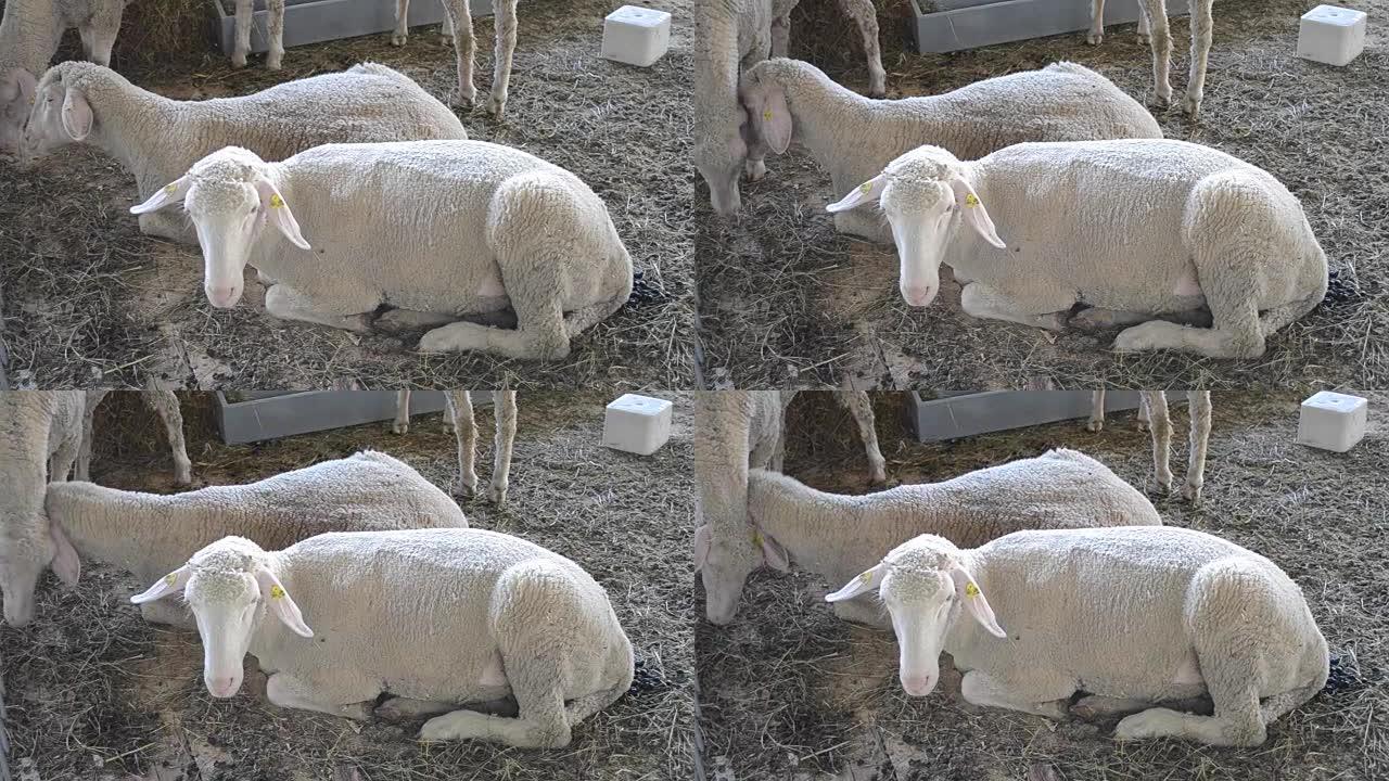 羊公羊躺在一个摊位里。畜牧业