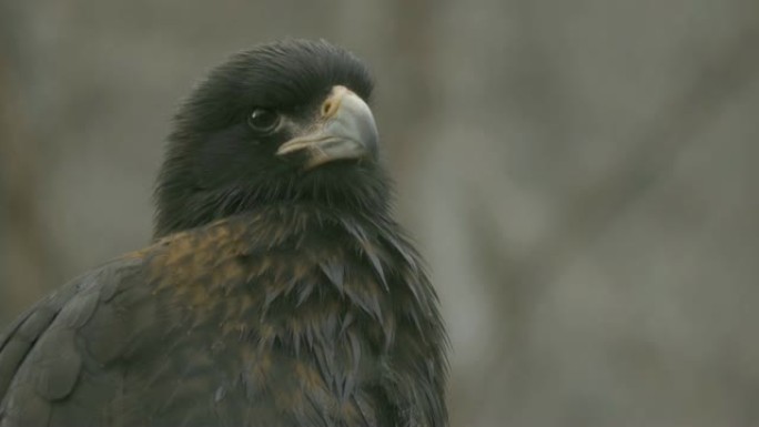 falcon Falkland Caracara向左转