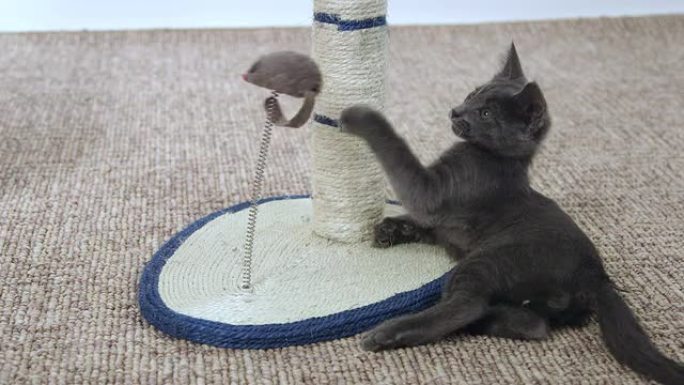 可爱的小猫玩鼠标玩具