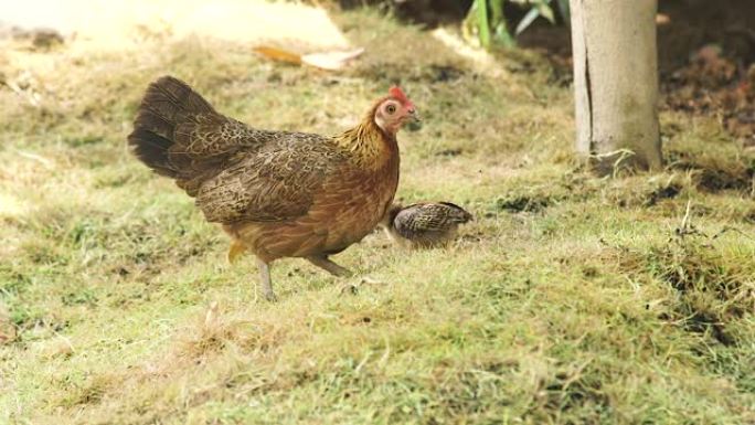 鸡妈妈带着婴儿在畜牧场的绿草上放牧。带着鸡宝宝的母亲在家禽农场的草地上散步。饲养家禽。家禽养殖概念