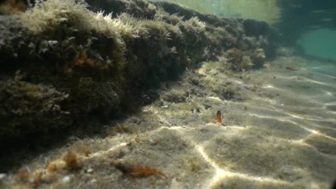 绿松石，海底长满地衣。海洋动植物。鱼和其他海底生物。水下背景。